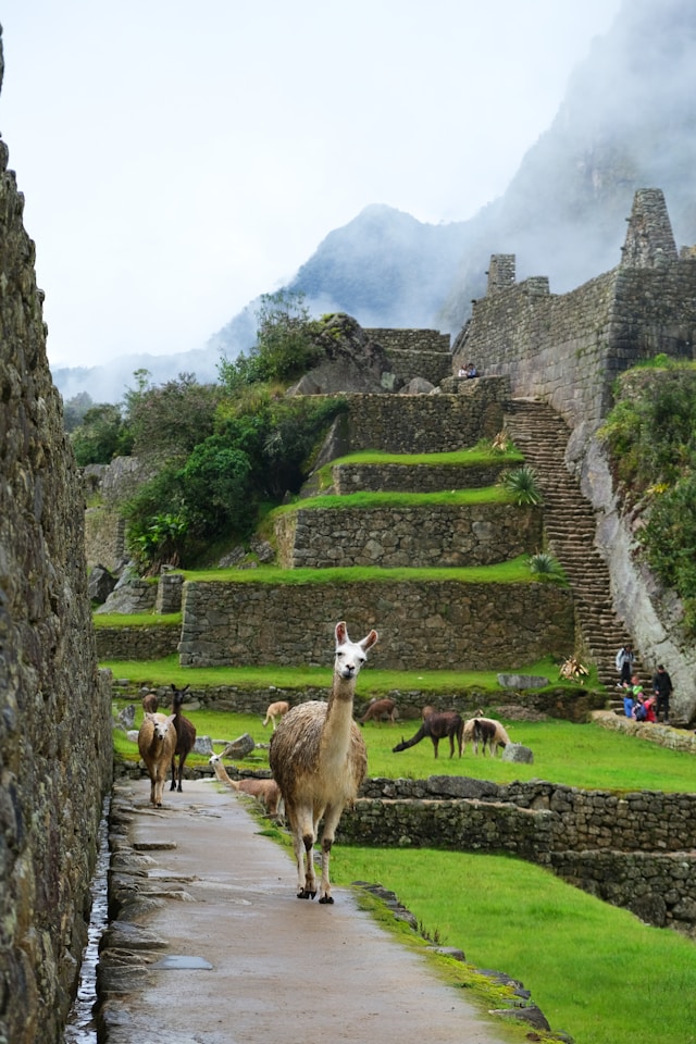 Aventura en Machu Picchu