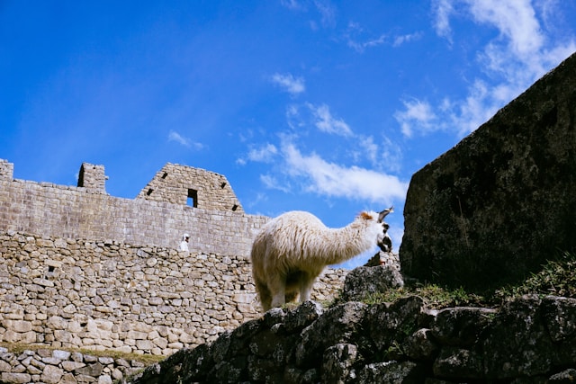 Aventura en Machu Picchu